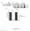 Fig. 08 - Compositions and methods for treating hypertension