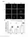 Fig. 06 - Cell culture