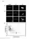 Fig. 07 - Cell culture