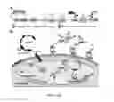 Fig. 02 - Method for engineering proteases and protein kinases