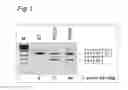 Fig. 02 - Oligonucleotide comprising an inosine for treating DMD