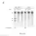 Fig. 45 - CRISPR-CAS SYSTEMS AND METHODS FOR ALTERING EXPRESSION OF GENE PRODUCTS