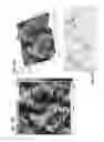 Fig. 33 - Diamond-coated substrates