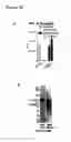 Fig. 37 - PERFORIN 2 DEFENSE AGAINST INVASIVE AND MULTIDRUG RESISTANT PATHOGENS
