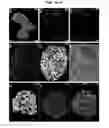 Fig. 07 - PRODUCTION OF BETA-CELLS