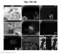 Fig. 22 - PRODUCTION OF BETA-CELLS