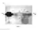 Fig. 02 - Multiplexed microcolumn devices and processes for selection of nucleic acid aptamers