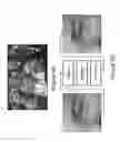 Fig. 09 - Unified optimization method for end-to-end camera image processing for translating a sensor captured image to a display image