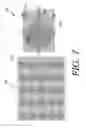 Fig. 08 - Electrically conductive membrane pump/transducer and methods to make and use same
