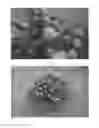 Fig. 02 - GOMPHRENA PLANT NAMED 'SAKGOM003'