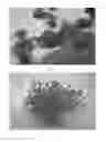 Fig. 02 - Gomphrena Plant Named 'SAKGOM004'