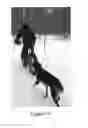 Fig. 08 - DOG RUNNING APPARATUS