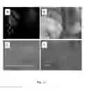 Fig. 09 - Rhizobacteria and Uses Thereof