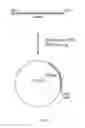 Fig. 02 - ENZYME PREPARATIONS YIELDING A CLEAN TASTE