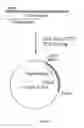 Fig. 04 - ENZYME PREPARATIONS YIELDING A CLEAN TASTE