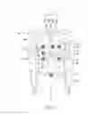 Fig. 09 - APPARATUS AND METHOD FOR CONTINUOUS NONINVASIVE MEASUREMENT OF RESPIRATORY FUNCTION AND EVENTS