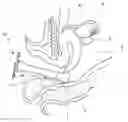 Fig. 01 - Vaginal endoscopic port unit module