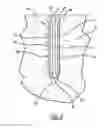 Fig. 04 - POROUS BONE SCREW