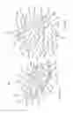 Fig. 09 - Thermally activated shape memory spring assemblies for implant expansion