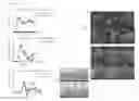 Fig. 17 - Peptide conjugated particles for the treatment of allergy