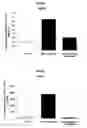 Fig. 07 - Use of Angiotensin II Agonists
