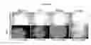 Fig. 07 - Charged-balanced imaging agents