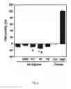 Fig. 06 - METHOD FOR PRODUCING AN ALGINATE COATED TITANIUM DIOXIDE SCAFFOLD