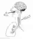 Fig. 01 - Controlling coughing and swallowing