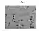 Fig. 07 - JOINED STRUCTURE COMPRISING CUBE- OR QUADRATIC PRISM-SHAPED ROCK SALT-TYPE OXIDE NANOPARTICLE AND FINE METAL PARTICLE, AND METHOD OF PRODUCING SAME
