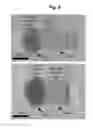 Fig. 08 - JOINED STRUCTURE COMPRISING CUBE- OR QUADRATIC PRISM-SHAPED ROCK SALT-TYPE OXIDE NANOPARTICLE AND FINE METAL PARTICLE, AND METHOD OF PRODUCING SAME