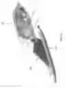 Fig. 33 - Fleet protection attack craft and underwater vehicles