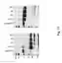Fig. 24 - Method and composition for crystallizing G protein-coupled receptors