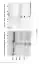 Fig. 22 - Compositions and methods for phagocyte delivery of anti-staphylococcal agents