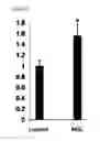 Fig. 04 - Medium, for culturing corneal endothelial cells, containing conditioned medium from mesenchymal stem cells