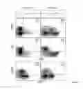 Fig. 05 - Isolation and Use of Human Regulatory T Cells