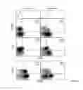 Fig. 06 - Isolation and Use of Human Regulatory T Cells