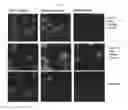 Fig. 06 - METHOD FOR REPLICATING HCV IN VITRO