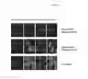 Fig. 07 - METHOD FOR REPLICATING HCV IN VITRO