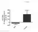 Fig. 08 - METHOD FOR REPLICATING HCV IN VITRO