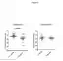 Fig. 09 - METHOD FOR REPLICATING HCV IN VITRO