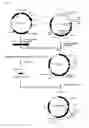Fig. 02 - Method for production of recombinant human alpha-galactosidase A