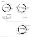 Fig. 03 - Method for production of recombinant human alpha-galactosidase A