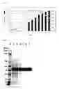 Fig. 05 - Method for production of recombinant human alpha-galactosidase A