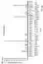 Fig. 21 - MIRNA MODULATORS OF THERMOGENESIS
