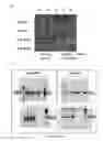 Fig. 08 - MYCOBACTERIUM COMPRISING EXPRESSION VECTOR WITH TWO AUXOTROPHIC SELECTION MARKERS AND ITS USE AS VACCINE