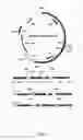 Fig. 02 - EXPRESSION AND HIGH-THROUGHPUT SCREENING OF COMPLEX EXPRESSED DNA LIBRARIES IN FILAMENTOUS FUNGI
