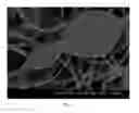 Fig. 11 - Thermally and dimensionally stabilized electrospun compositions and methods of making same