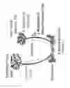 Fig. 11 - Functional assay for cancer recurrence and malignant potential