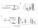 Fig. 19 - Functional assay for cancer recurrence and malignant potential