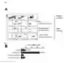 Fig. 04 - Compositions and methods for detecting and treating colorectal cancer